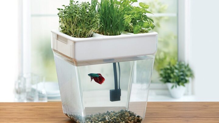 Water Garden Is an Amazing Mini Aquaponics Ecosystem for Your Home