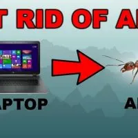 How to protect laptop from ants