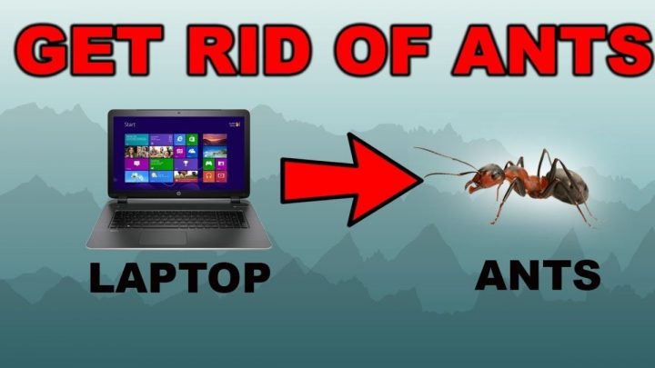 How to Protect Your Laptop from Ants?